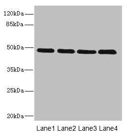 Inhibin beta B chain antibody