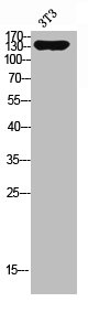 iNOS antibody