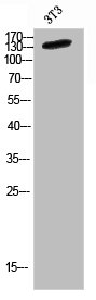 iNOS antibody