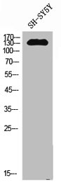NOS2 Antibody