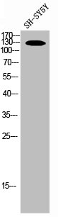 iNOS antibody