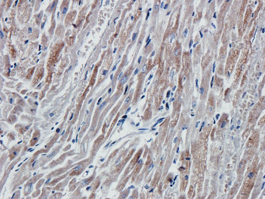 iNOS antibody