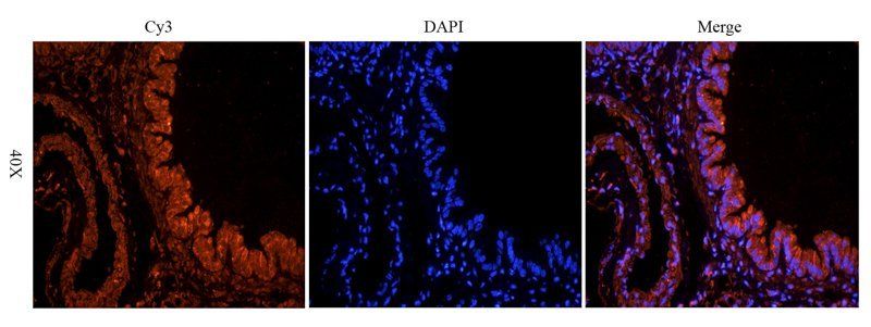 iNOS antibody