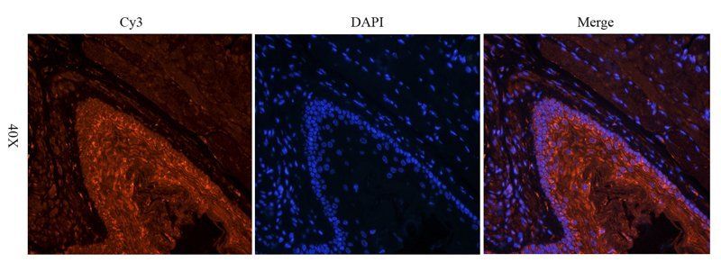 iNOS antibody