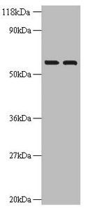 Inosine-5'-monophosphate dehydrogenase 2 antibody