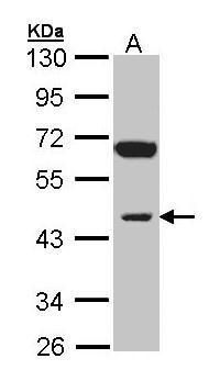 INPP1 antibody [N1C2]
