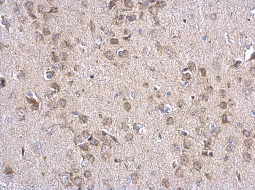 INPP5F antibody