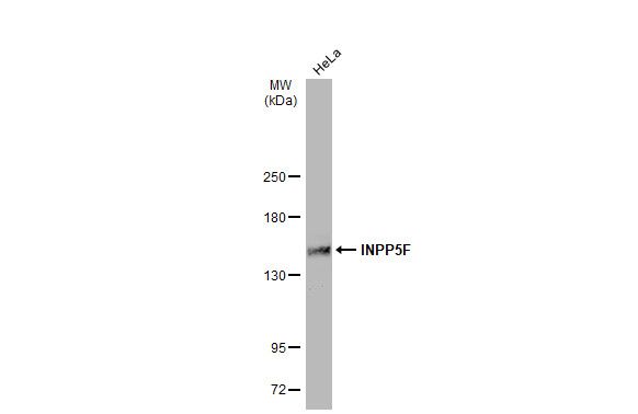 inositol polyphosphate-5-phosphatase F Antibody