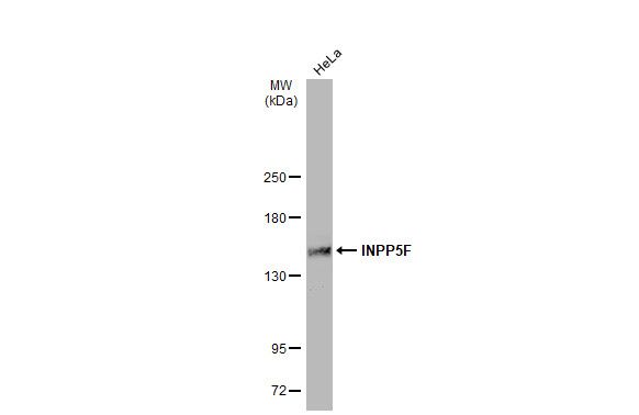 INPP5F antibody