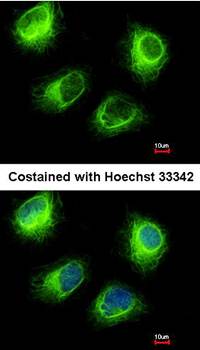 INPP5F antibody