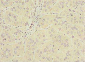 INPP5J antibody