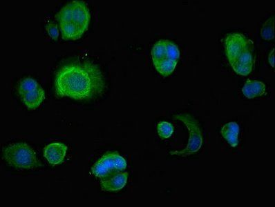 INSIG1 Antibody