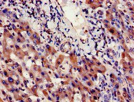 INSIG1 Antibody