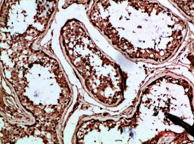 INSL3 Antibody