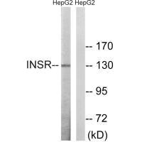INSR Antibody