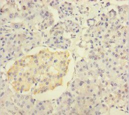INS Antibody