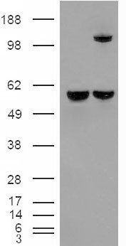 Goat anti-Insulysin / Insulinase Antibody
