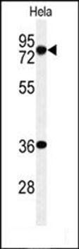 INT10 antibody