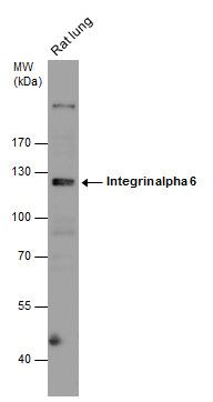 Integrin alpha 6 antibody