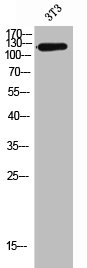 Integrin alpha 6 antibody