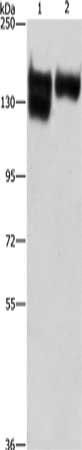 ITGB1 Antibody