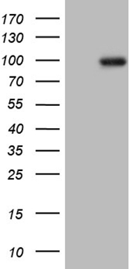 ITGB1 Antibody