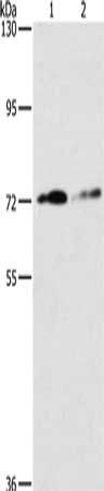 Integrin beta 7 antibody