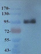 Integrin alpha 4 antibody