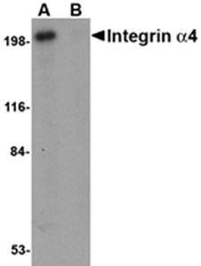 Integrin alpha 4 Antibody