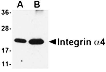 Integrin alpha 4 Antibody