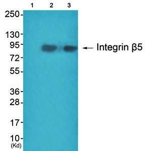 Integrin beta5 antibody