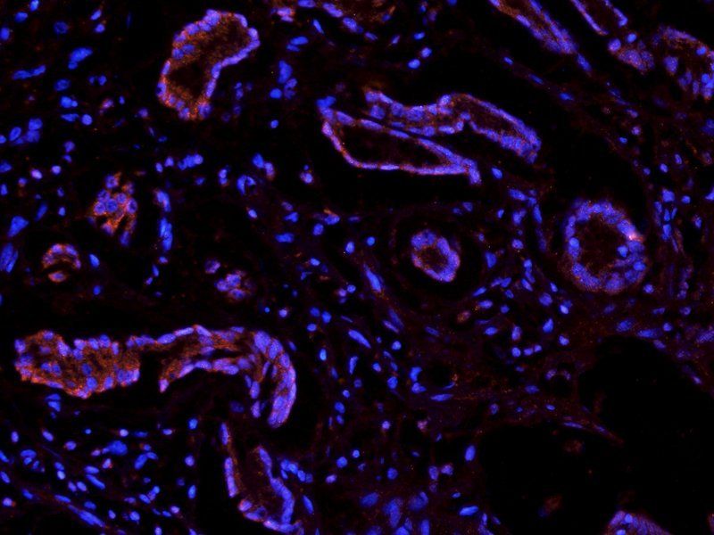 Integrin beta 1 antibody