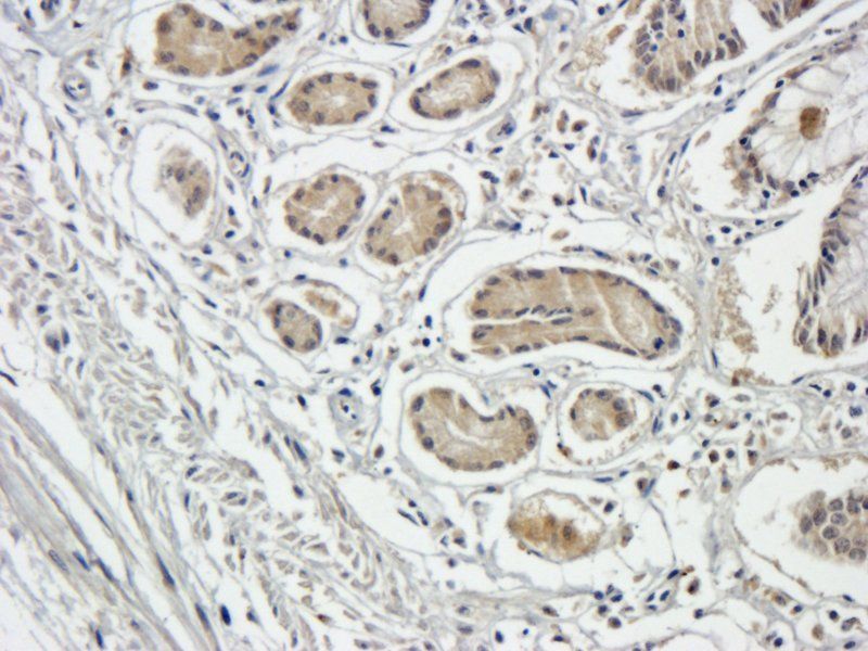 Integrin beta 1 antibody