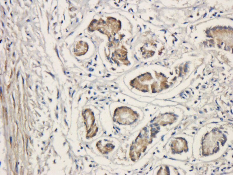 Integrin beta 1 antibody