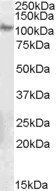Integrin beta 5 Antibody