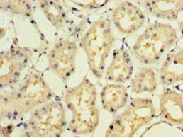 IFNA10 Antibody