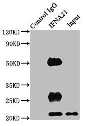 Interferon alpha-21 antibody