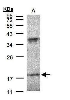 C-C motif chemokine ligand 1 Antibody