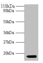 IFNG Antibody