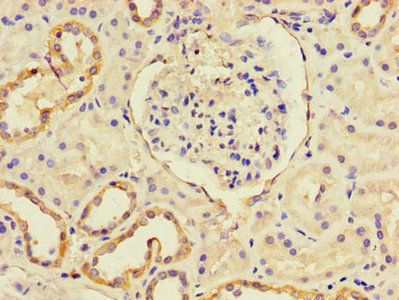 CXCL11 Antibody