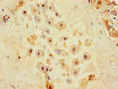 CD9 Antibody