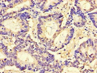 CD9 Antibody
