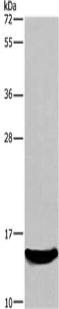 Interferon gamma antibody