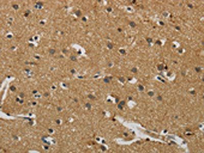 AIF1 Antibody