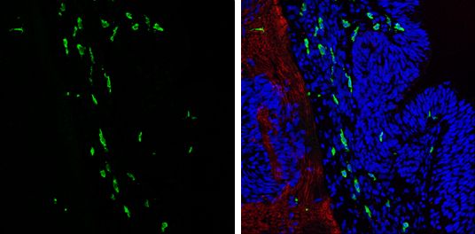 Iba1 antibody