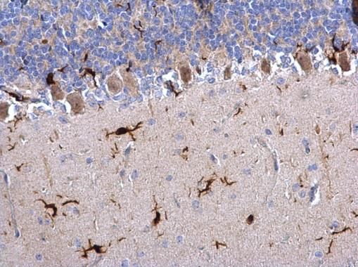 Iba1 antibody