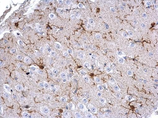Iba1 antibody