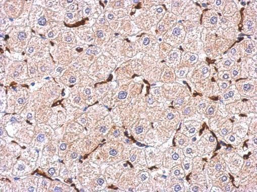 Iba1 antibody