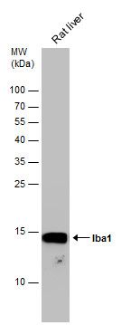 Iba1 antibody