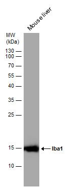 Iba1 antibody